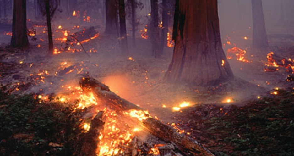 Wild fire