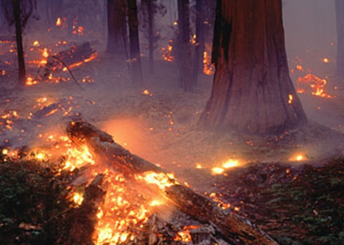 Wild fire