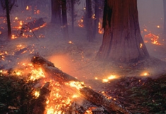 Wild fire